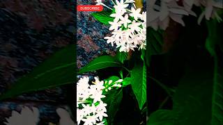 How to Keep Pentas Blooming All Summer long 🌿shortsvideo shortsfeed viralvideo [upl. by Romina542]