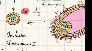 Ovogénesis y foliculogénesis parte 2 [upl. by Trauner606]