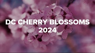 DC Cherry Blossoms 2024  A WUSA9 Special Report [upl. by Grange]