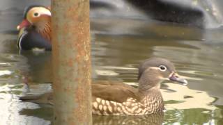 Mandarinenten im Teich [upl. by Romy372]