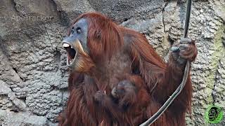 Beautiful Baby Orangutan Gets Disciplined By Her Mom [upl. by Inalak699]