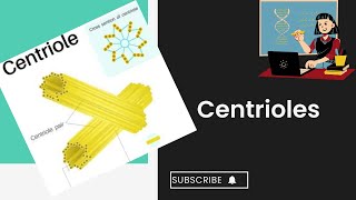 Centrioles l cell structure and function l XI biology [upl. by Emlyn]