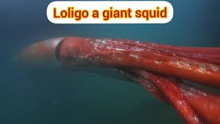 loligo a giant squid [upl. by Tabbatha]