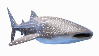 Whale Shark [upl. by Pell286]