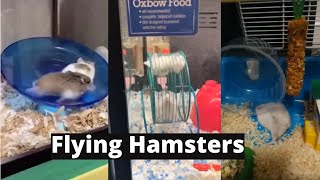 Funny Hamsters Wheel Edition [upl. by Kola]