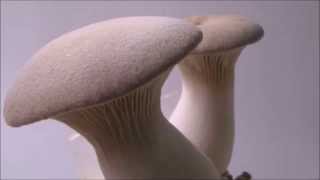 Oyster Mushroom Pleurotus eryngii King Oyster [upl. by Carrick]