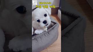 말티즈 태어나서 처음 접한 개껌 martinez Dog chewing gum for the first time in my life [upl. by Willabella]