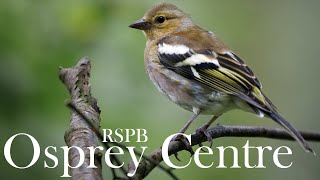 Photographing Songbirds at the RSPB Osprey Centre  Cairngorms National Park Scotland [upl. by Erlina]