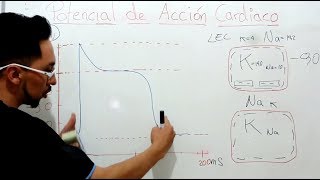 Potencial de Acción Cardíaco FISIOLOGÍA [upl. by Janey373]