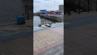 Морской пёс на отдыхе чили антофагаста chile antofagasta travel [upl. by Claudie155]