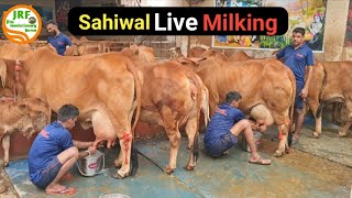 👍Live Milking Of Elite Sahiwal Cows in Jalandhar Punjab👍Owner Mandeep 9417823301👍 [upl. by Earezed]