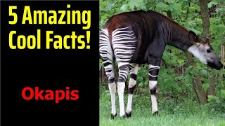 5 Fascinating Facts About Okapis [upl. by Dyanna]