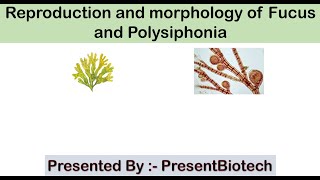 morphology and Reproduction of Fucus and Polysiphonia [upl. by Laurin]