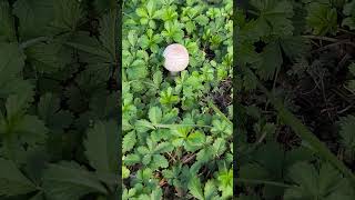 Wild champignon nature mushroom grass forest [upl. by Ttayw759]