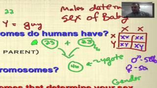 Chapter 14 Part 1  Types of Human Chromosomes [upl. by Nilya]