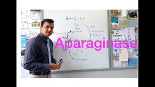 Asparaginase Elspar  Mechanism of Action [upl. by Binah]