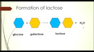 Disaccharides [upl. by Lida795]