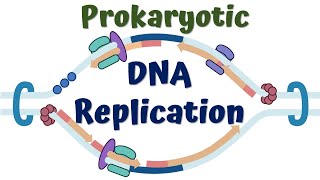 DNA Replication Animated Diagram of the Steps and Enzymes Involved  AP Biology 62 [upl. by Finn920]