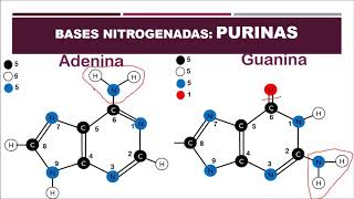 Biología 9° Bases Nitrogenadas Purinas y Pirimidinas Semana 3 [upl. by Nemra]