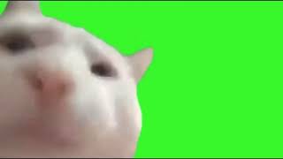 Cat Vibing Green Screen 1 hour [upl. by Ailet964]