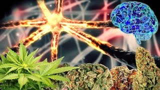 CANNABASICS  THE ENDOCANNABINOID SYSTEM [upl. by Akinahc]