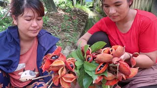 Eat yellowfleshed fruit Sterculia lanceolata [upl. by Nihi]