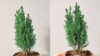 Chamaecyparis Lawsoniana or Lawson Cypress or Ellwoodii Part 001  Plant Vlog 188 [upl. by Gerhard]