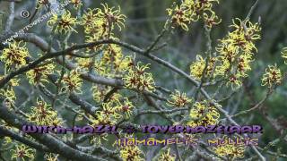 hamamelis mollis  chinese toverhazelaar  witchhazel [upl. by Arema]