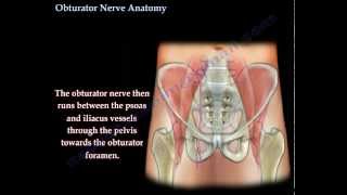 Obturator Nerve Anatomy  Everything You Need To Know  Dr Nabil Ebraheim [upl. by Hertberg]