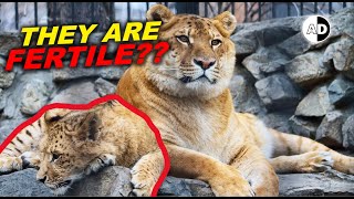 Liger vs Jungle Who Wins 🤔 [upl. by Mic186]