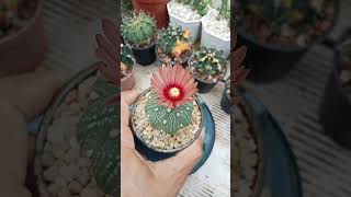 cactusflower cactuslovers flowers garden beautiful beauty plant cactus cactussucculents [upl. by Nauh945]