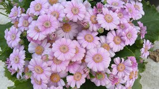 How to grow and care for Paricallis Hybrida Florists Cineraria [upl. by Salahcin687]