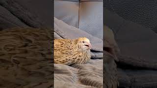 Coturnix Quail Sounds [upl. by Llednol882]