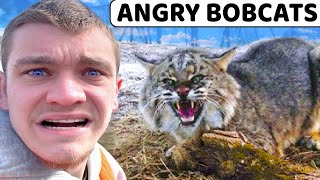 I Trapped ANGRY Overpopulated Bobcats [upl. by Roshelle]