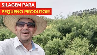 7 CULTURAS para SILAGEM de Custo Baixo para o Pequeno Produtor para Plantar do lado do CURRAL [upl. by Nunci]