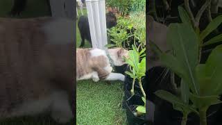 Cat Action😸 funny catvideos [upl. by Ettenuj774]