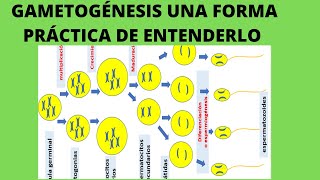 la gametogenesis espermatogénesis y ovogénesis  células germinales primordiales [upl. by Chrissie309]