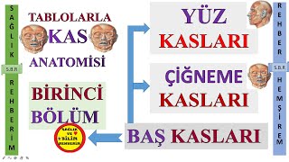 1Kas Anatomisi  Baş Kasları  Çiğneme Kasları  Yüz Kasları M orbicularis oris M Buccinator 1 [upl. by Hatokad155]