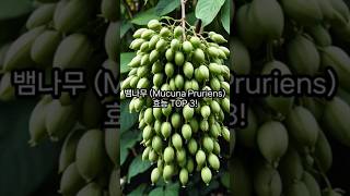 뱀나무 Mucuna Pruriens의 효능 TOP 3 [upl. by Noissap]