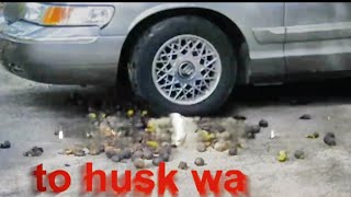 Hoosier Walnut Husking 2024 remix set to Pop Goes the Weasel by the FOLKRAFTERS [upl. by Okime]