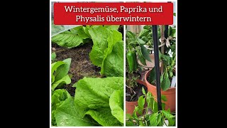 Wintergemüse Paprika und Physalis überwintern [upl. by Niamor]