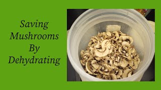 Saving Mushrooms by Dehydrating [upl. by Aihtak703]