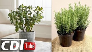 10 plantes qui portent chance et apportent une énergie positive dans la maison  CDT NEWS [upl. by Jaquith241]