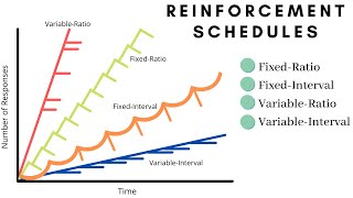 What are the Reinforcement Schedules in Operant Conditioning [upl. by Alauqahs]