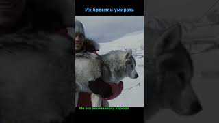 Хаски Husky eightbelow белыйплен полуокер PaulWalker фильмыпрособак like драма собаки [upl. by Gunilla]