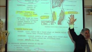 ANATOMY MUSCLES OF THE PERINEUM amp THIGH by Professor Fink [upl. by Minier]