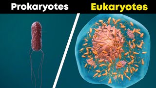 Prokaryotes and Eukaryotes 3D Animation [upl. by Nitaf]