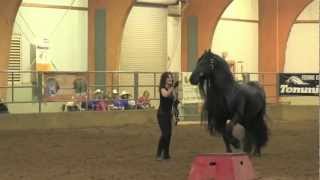 FRIESIAN STALLION UNBELIEVABLE Frederik the Great [upl. by Bertilla916]