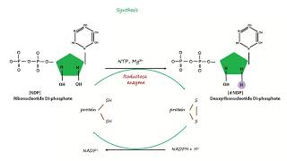 Deoxyribonucleotide Synthesis [upl. by Paderna]