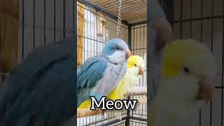 Blue Quaker Parrot talking yellow quaker parrot listening talkingparrot shorts cat [upl. by Messere]